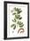 Foliage & Blooms III-Thomas Nuttall-Framed Art Print