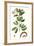 Foliage & Blooms III-Thomas Nuttall-Framed Premium Giclee Print