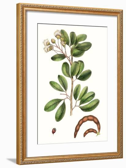 Foliage & Blooms III-Thomas Nuttall-Framed Premium Giclee Print