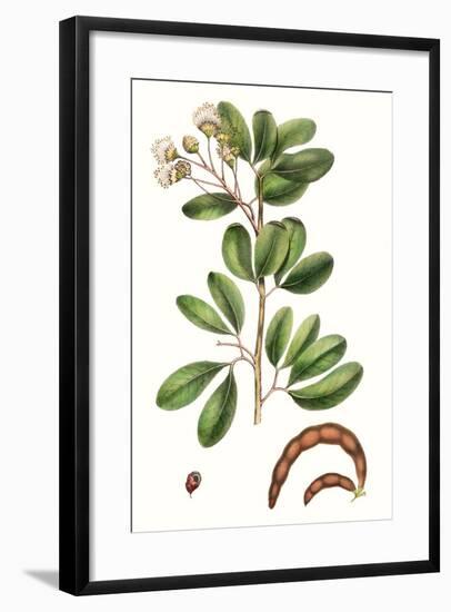 Foliage & Blooms III-Thomas Nuttall-Framed Premium Giclee Print