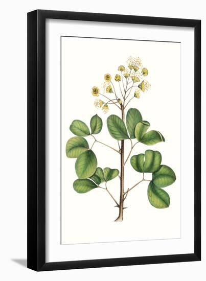 Foliage & Blooms IV-Thomas Nuttall-Framed Art Print