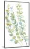 Foliage Spray - Flourish-Sandra Jacobs-Mounted Giclee Print