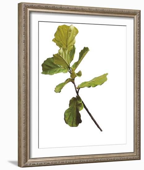 Foliage Study - Fall-Tania Bello-Framed Giclee Print