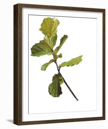 Foliage Study - Fall-Tania Bello-Framed Giclee Print