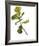 Foliage Study - Fall-Tania Bello-Framed Giclee Print