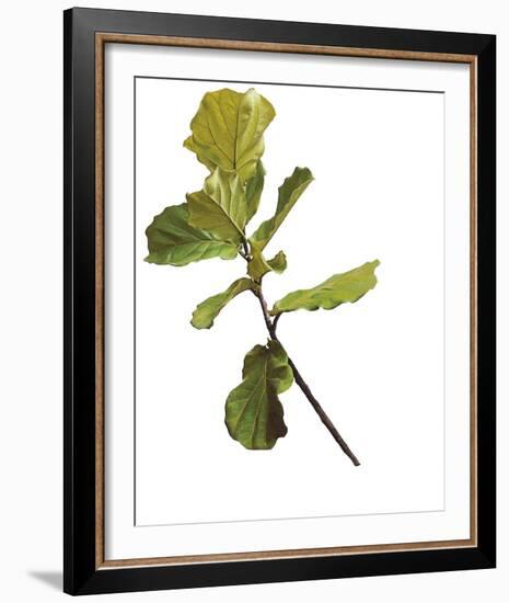 Foliage Study - Fall-Tania Bello-Framed Giclee Print