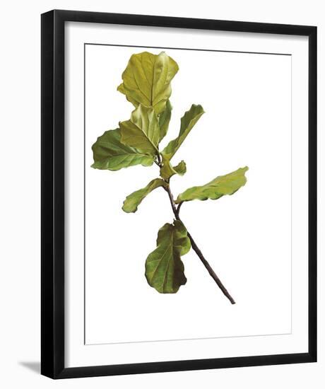Foliage Study - Fall-Tania Bello-Framed Giclee Print