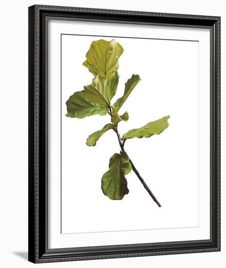 Foliage Study - Fall-Tania Bello-Framed Giclee Print