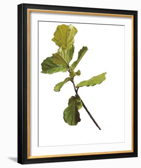 Foliage Study - Fall-Tania Bello-Framed Giclee Print