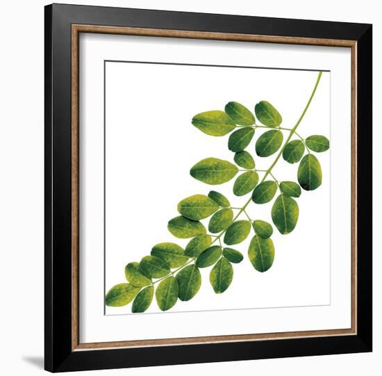 Foliage Study - Glide-Tania Bello-Framed Giclee Print