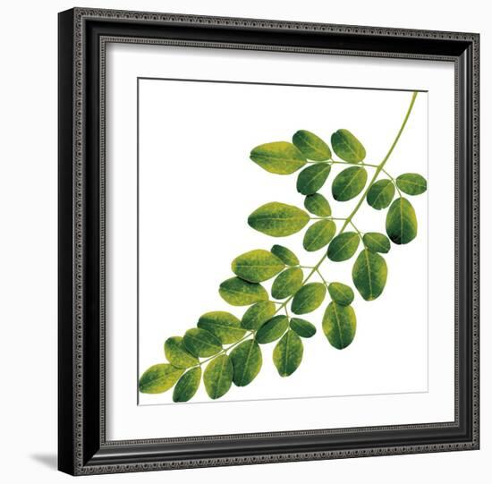 Foliage Study - Glide-Tania Bello-Framed Giclee Print