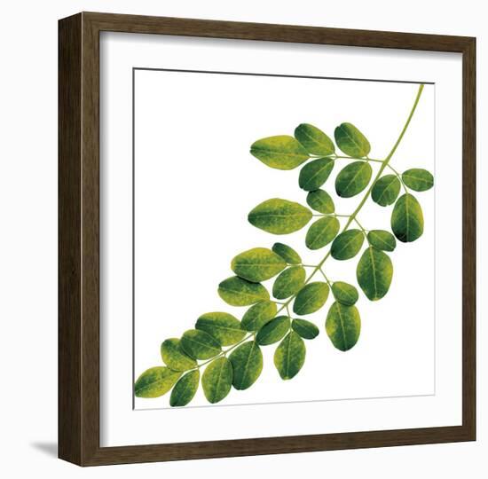 Foliage Study - Glide-Tania Bello-Framed Giclee Print
