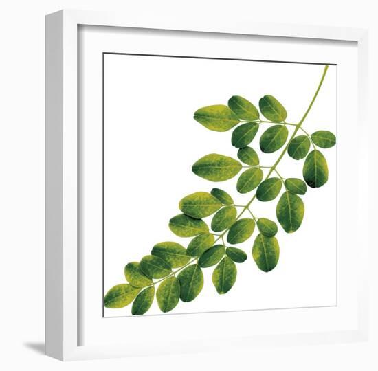 Foliage Study - Glide-Tania Bello-Framed Giclee Print