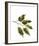 Foliage Study - Sail-Tania Bello-Framed Giclee Print