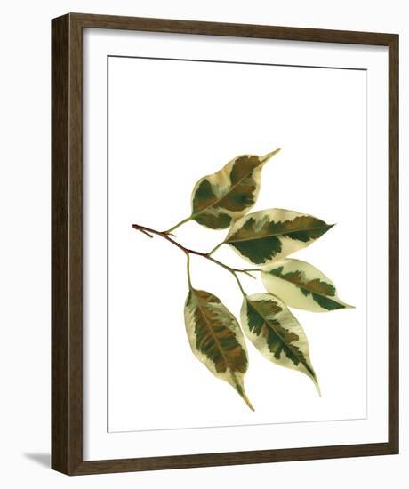 Foliage Study - Sail-Tania Bello-Framed Giclee Print