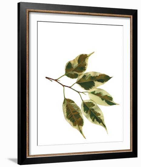 Foliage Study - Sail-Tania Bello-Framed Giclee Print