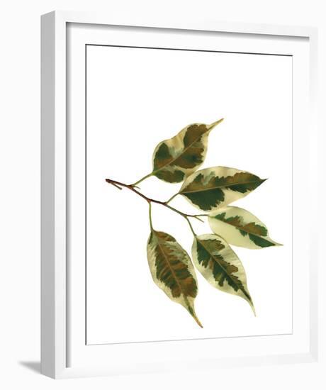 Foliage Study - Sail-Tania Bello-Framed Giclee Print