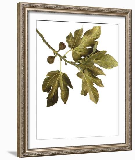 Foliage Study - Soar-Tania Bello-Framed Giclee Print