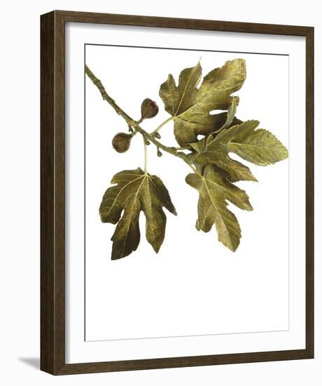 Foliage Study - Soar-Tania Bello-Framed Giclee Print