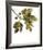 Foliage Study - Soar-Tania Bello-Framed Giclee Print