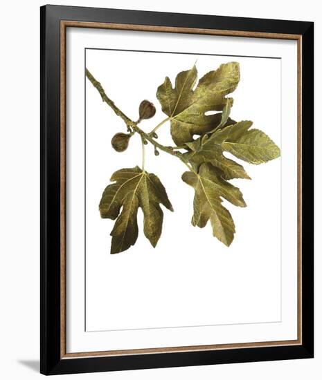 Foliage Study - Soar-Tania Bello-Framed Giclee Print