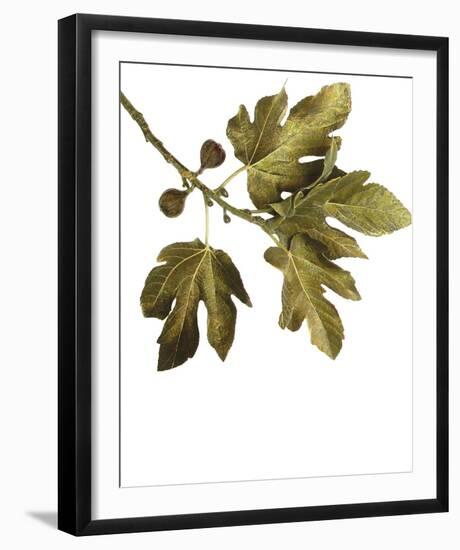 Foliage Study - Soar-Tania Bello-Framed Giclee Print