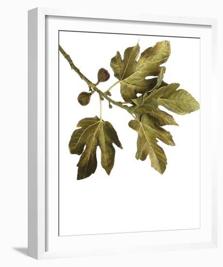 Foliage Study - Soar-Tania Bello-Framed Giclee Print