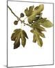 Foliage Study - Soar-Tania Bello-Mounted Giclee Print