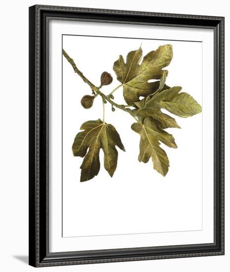 Foliage Study - Soar-Tania Bello-Framed Giclee Print