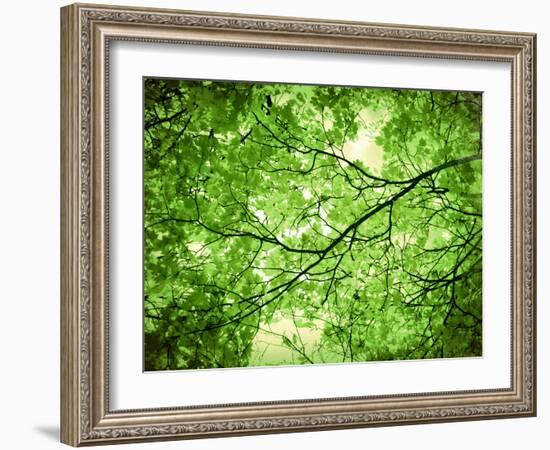 Foliage Tree, Branches, Branches, Leaves, Green-Alaya Gadeh-Framed Photographic Print