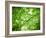 Foliage Tree, Branches, Branches, Leaves, Green-Alaya Gadeh-Framed Photographic Print