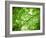 Foliage Tree, Branches, Branches, Leaves, Green-Alaya Gadeh-Framed Photographic Print