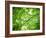 Foliage Tree, Branches, Branches, Leaves, Green-Alaya Gadeh-Framed Photographic Print