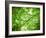 Foliage Tree, Branches, Branches, Leaves, Green-Alaya Gadeh-Framed Photographic Print