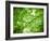 Foliage Tree, Branches, Branches, Leaves, Green-Alaya Gadeh-Framed Photographic Print