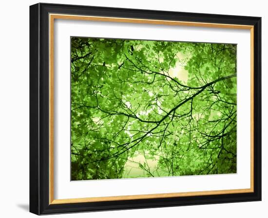 Foliage Tree, Branches, Branches, Leaves, Green-Alaya Gadeh-Framed Photographic Print