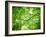 Foliage Tree, Branches, Branches, Leaves, Green-Alaya Gadeh-Framed Photographic Print