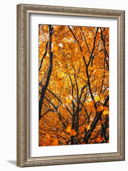 Foliage-Philippe Sainte-Laudy-Framed Photographic Print