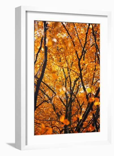 Foliage-Philippe Sainte-Laudy-Framed Photographic Print