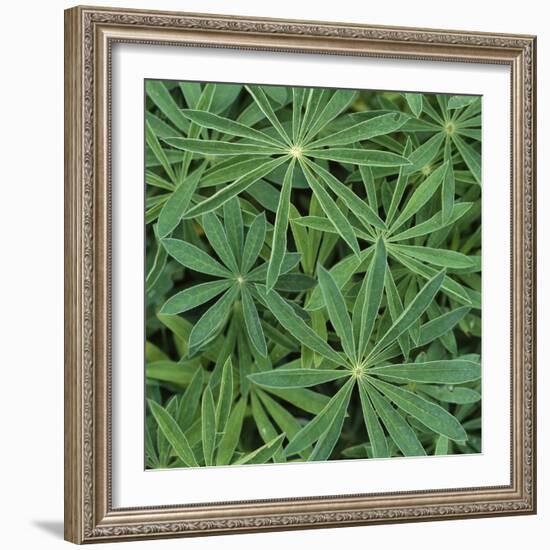 Foliage-Micha Pawlitzki-Framed Photographic Print
