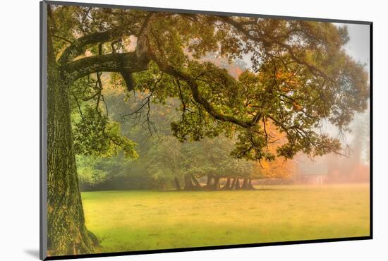 Foliage-Viviane Fedieu Daniel-Mounted Photographic Print