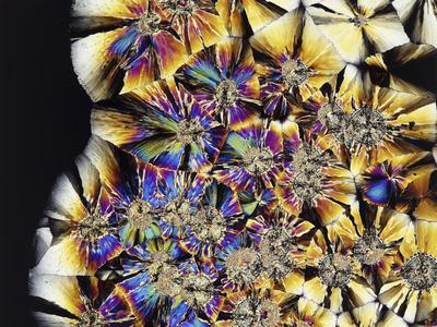 Folic acid crystals Photographic Print | Art.com