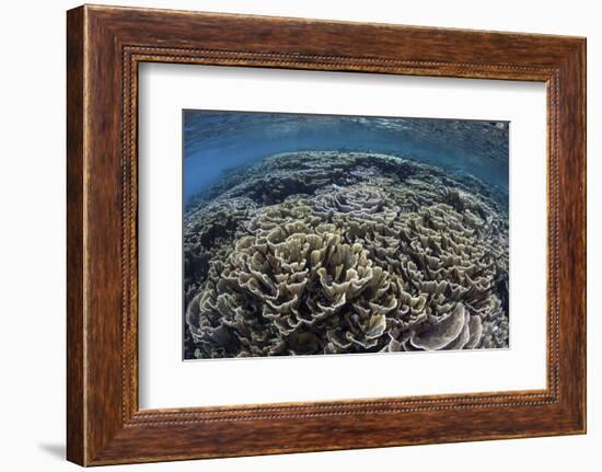 Foliose Corals Grow in Komodo National Park, Indonesia-Stocktrek Images-Framed Photographic Print