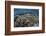 Foliose Corals Grow in Komodo National Park, Indonesia-Stocktrek Images-Framed Photographic Print