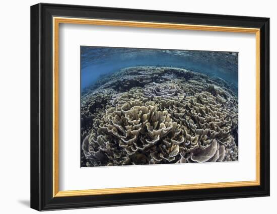 Foliose Corals Grow in Komodo National Park, Indonesia-Stocktrek Images-Framed Photographic Print