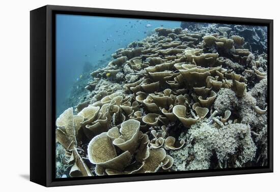 Foliose Corals Grow on a Reef Slope in Raja Ampat, Indonesia-Stocktrek Images-Framed Premier Image Canvas