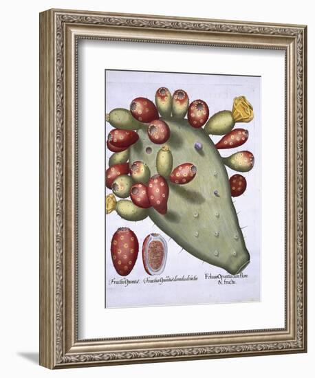 Folium Opuntia from Hortus Eystettensis by Basil Besler-null-Framed Giclee Print