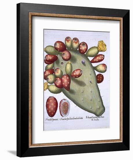 Folium Opuntia from Hortus Eystettensis by Basil Besler-null-Framed Giclee Print