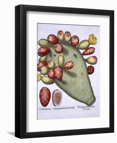 Folium Opuntia from Hortus Eystettensis by Basil Besler-null-Framed Giclee Print