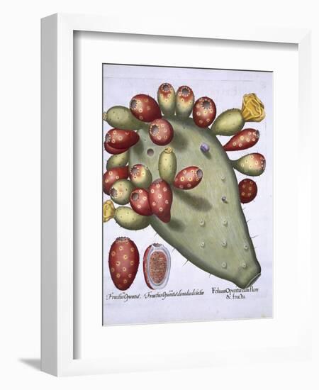 Folium Opuntia from Hortus Eystettensis by Basil Besler-null-Framed Giclee Print